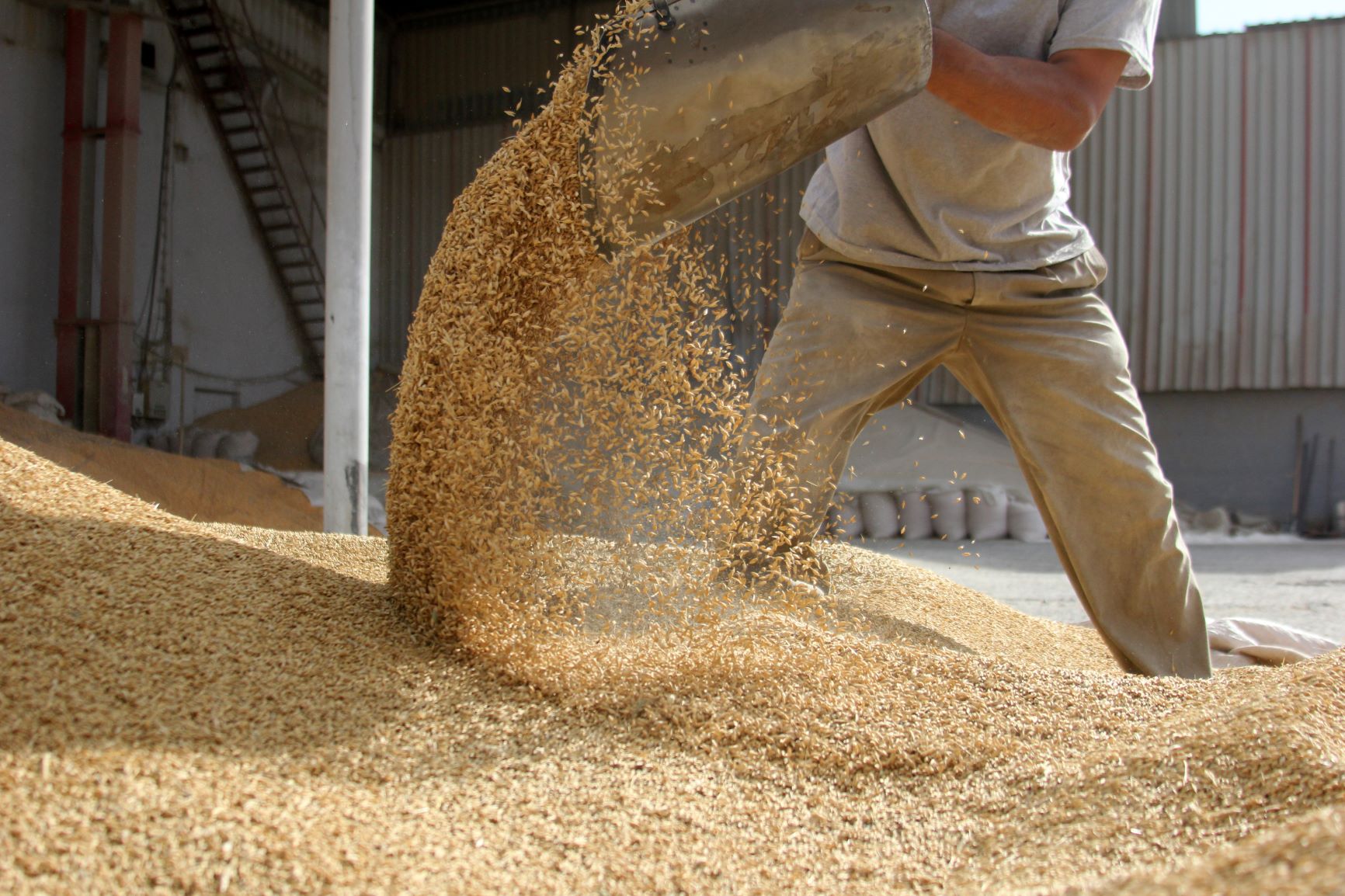 worker moving grain under grain silo