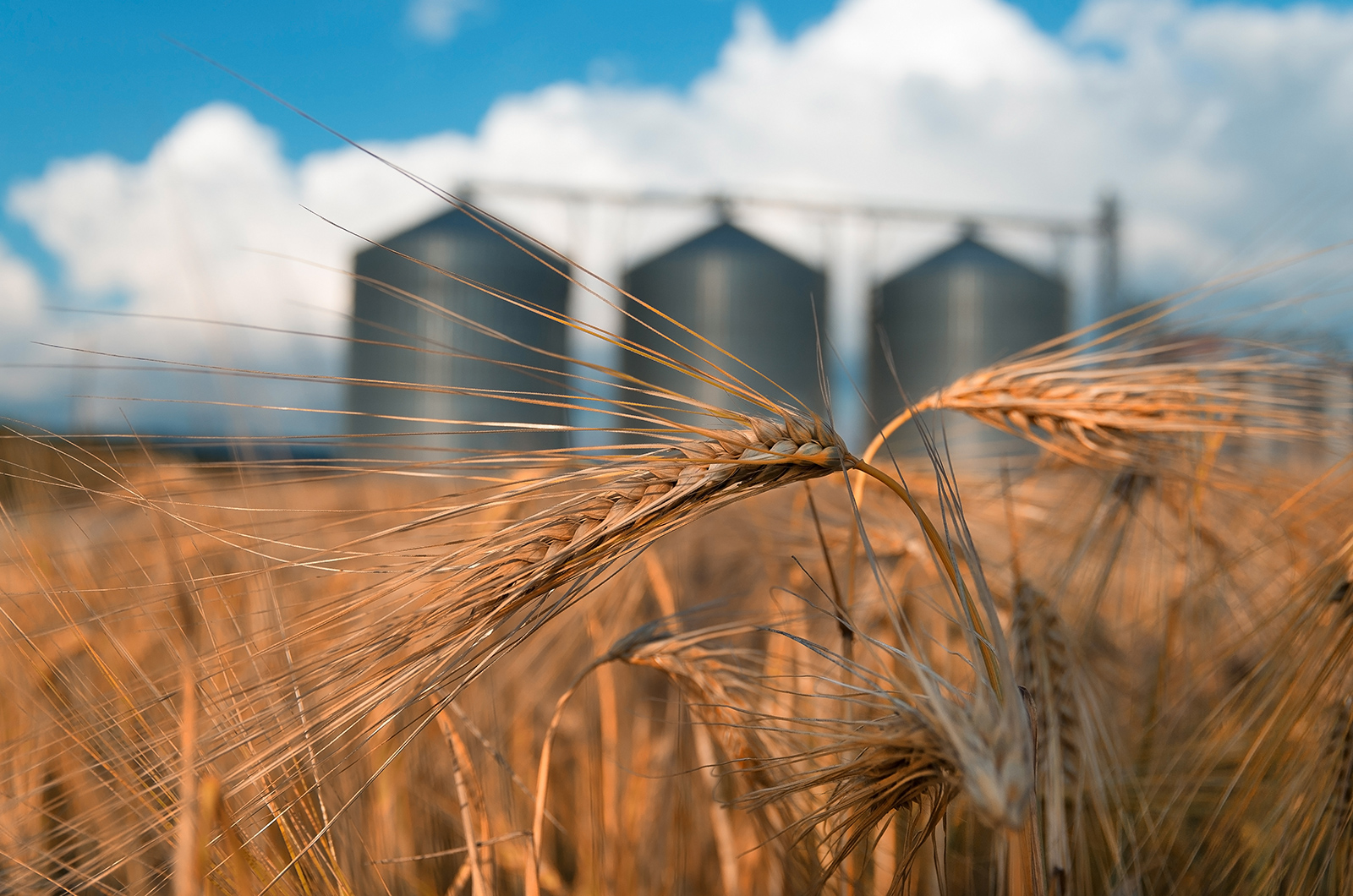 Mole Master tackling silo storage challenges
